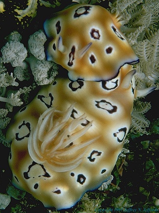 picture of a nudibranch