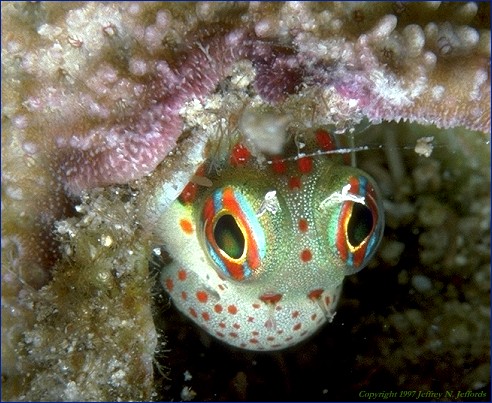 Blenny peeks out of its hole in the reef (#17A)