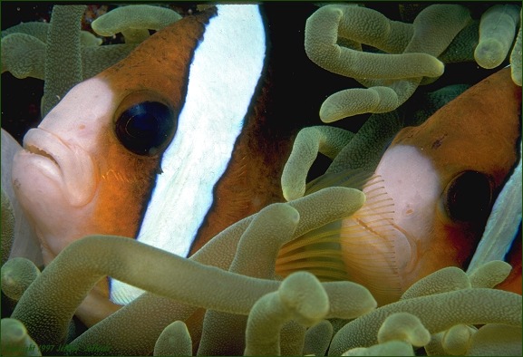 Clark's Anemonefish pair