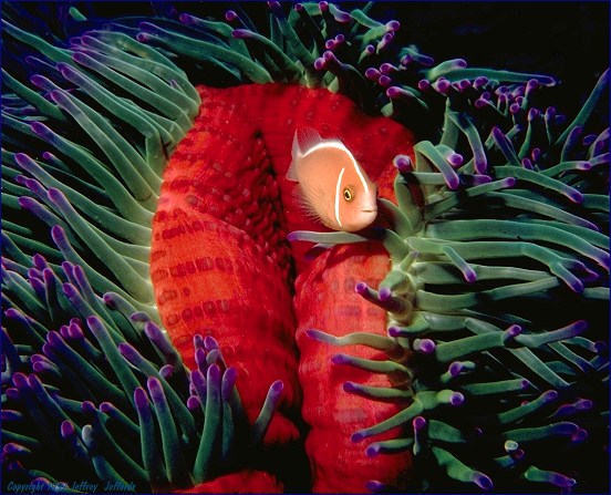 Pink Anemonefish