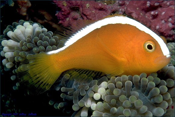 Orange Anemonefish in profile