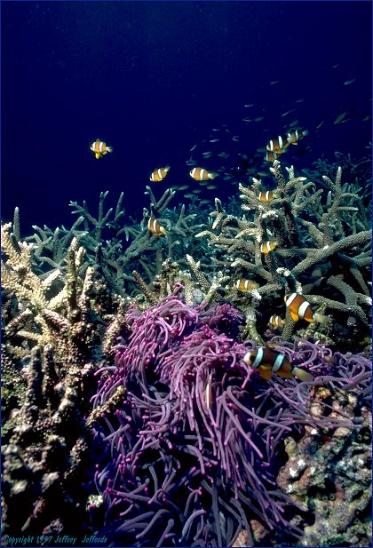 Large nest of Clark's Anemonefish with purple host anemone