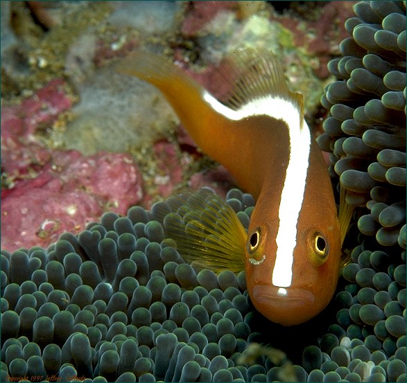 Orange Anemonefish, forward view