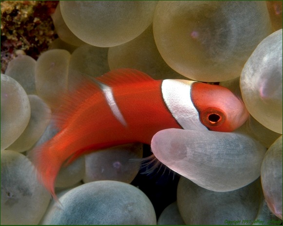 Juvenile Tomato Anemonefish