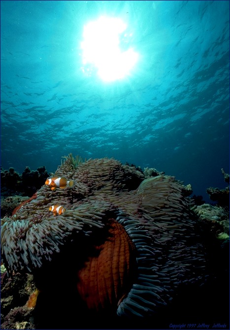 Pair of False Clown Anemonefish with host anemone