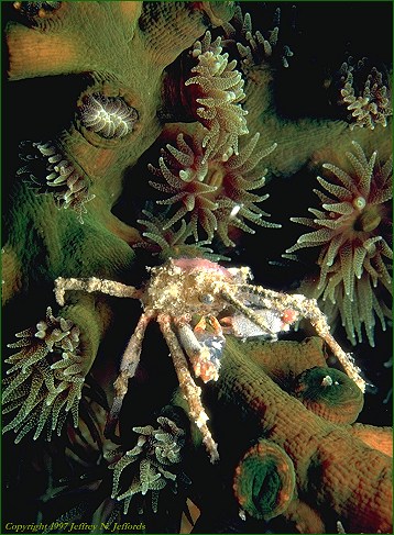 Crab inhabitant of a coral colony (photo 10A)