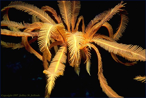 Crinoid on the move (#37A)