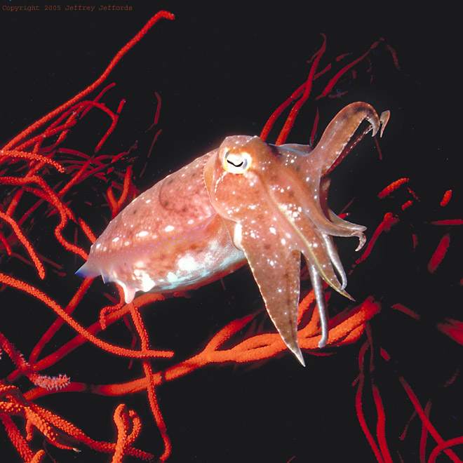 cuttlefish [146K]