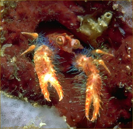 a tiny Squat Lobster peeks from its home in the reef (photo 9A)