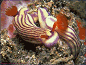 nudibranch #27 May 27 '97