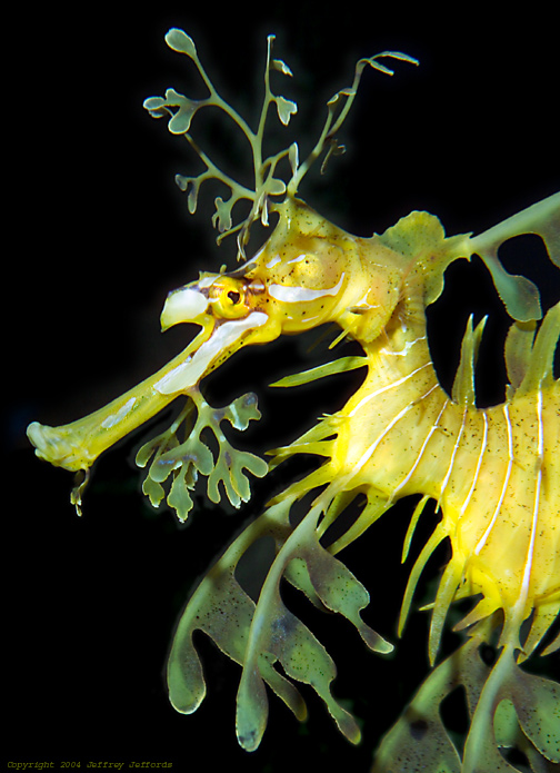 leafy sea dragon #10 [156K]