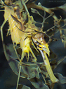 Leafy Sea Dragon #11 [152K]