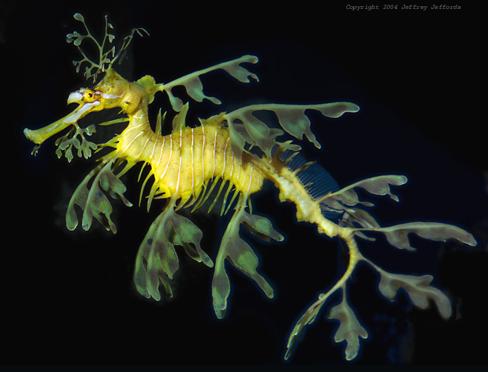 leafy sea dragon #9 [124K]