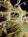 leafy sea dragon #3, profile view