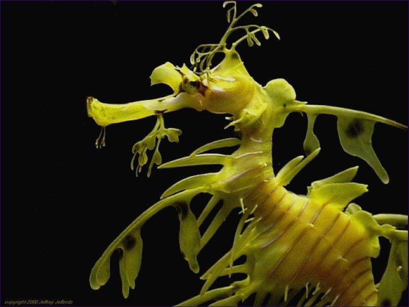 copyright 2000 Jeffrey Jeffords - Leafy Sea Dragon wallpaper 600x800 (2).jpg (75002 bytes) - not for commercial use