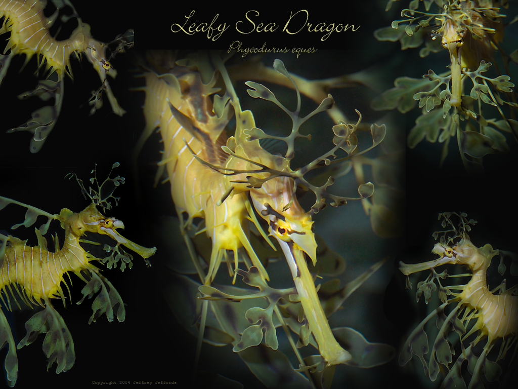 Leafy Fantasy, 1024 x 768 Bitmap version .bmp, 2.25 megabytes