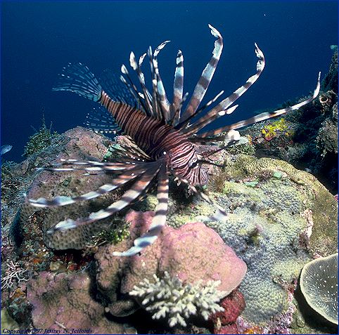 Lionfish on the prowl (#16A)
