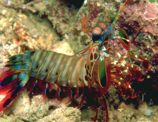 Mantis shrimp (118k]