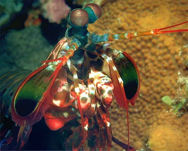Mantis Shrimp, profile view [109k]