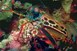 Mantis shrimp profile view [92k]