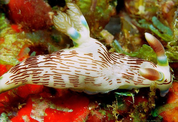 Nembrotha lineolata [81k]