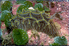 nudibranch #15
