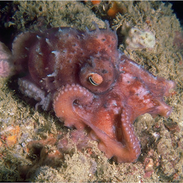 octopus #5 [127k]