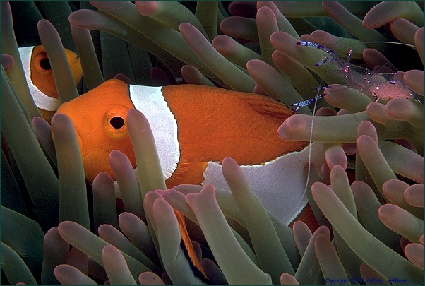 macro photo of Fasle Clown Anemonefish with an Anemone Shrimp