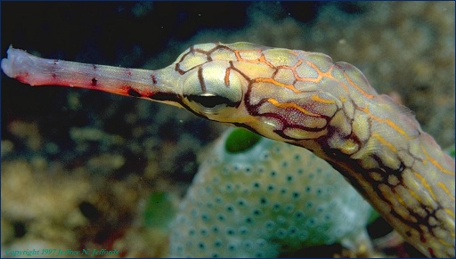 very close view of a small pipefish (#20A)