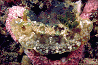nudibranch #33   15 Nov '97