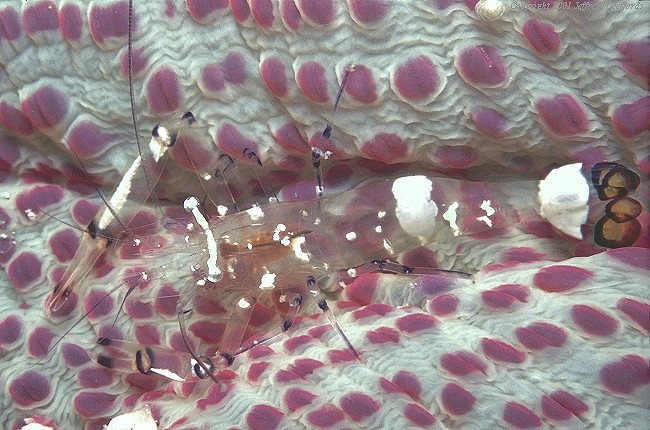 anemone shrimp, Periclimenes brevicarpalis [108K]