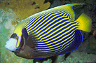 Emperor angelfish [166K]