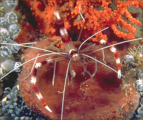 banded coral shrimp (#84, added 1 June '98, 103K]