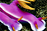 blue dorid nudibranch #3 [132K]