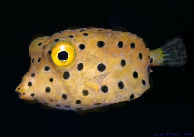 boxfish, Ostracion cubicus [33K]