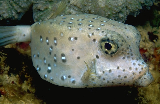 sub-adult  boxfish, Ostracion cubicus [74K]