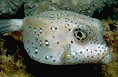 sub-adult boxfish link