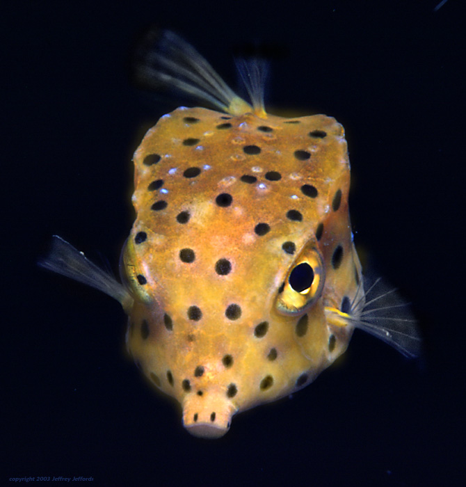 yellow boxfish [121K]