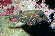 spotted boxfish (female) [108K]