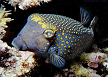 Spotted boxfish link [69k]