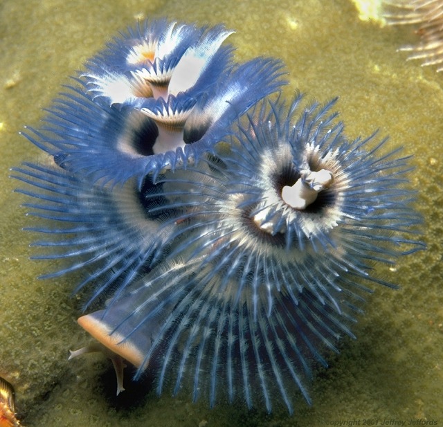 Christmas tree worm, blue and white