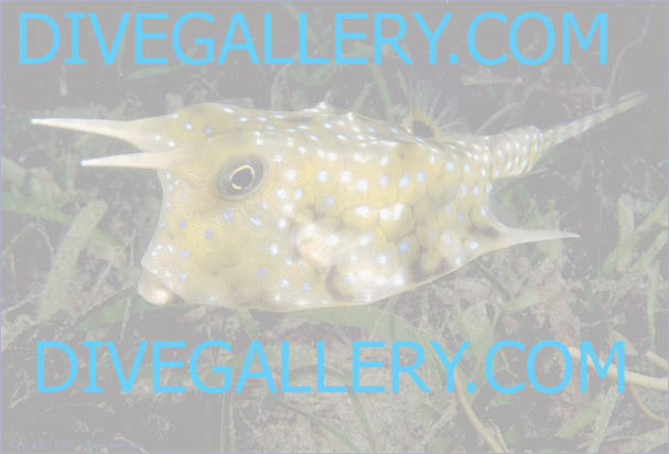 cowfish (added 8 May '98, #82, 83K)
