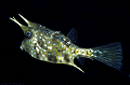 cowfish #2 thumbnail