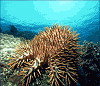 crown-of-thorns starfish (#49A, added 8 Jan '98)