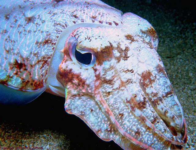 cuttlefish, as seen on a night dive [159k]