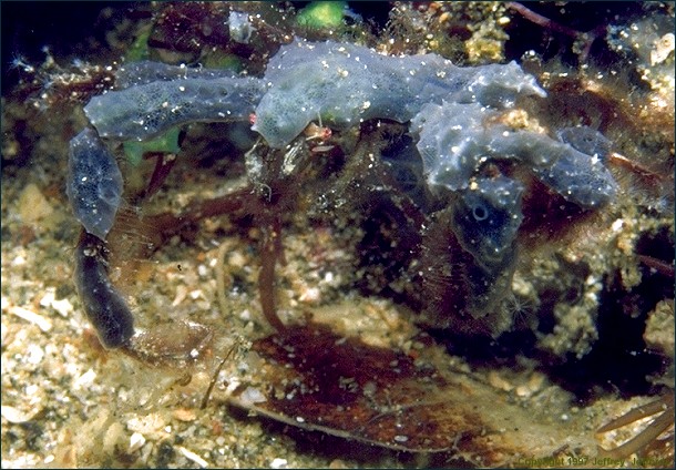 decorator crab picture #63 [102K]