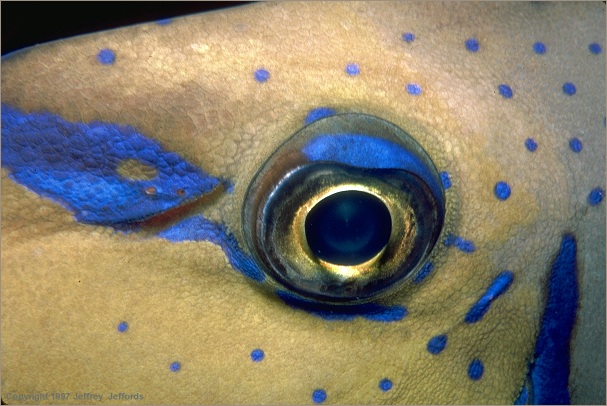 filefish close-up (#53A, added 8 Jan '98)
