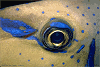 filefish (#53A, added 8 Jan '98)
