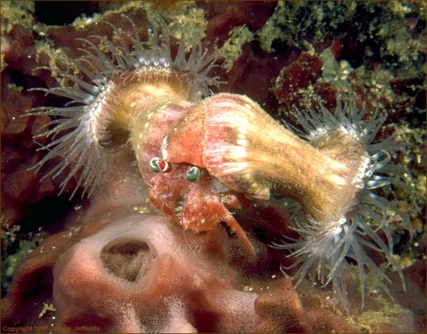 hermit crab with two sea anemones attached (#76, added 16 Apr '98, 107k)