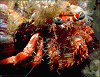 hermit crab (#54A, added 8 Jan '98)